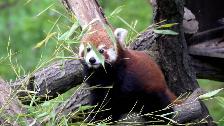 Red panda climbing a tree and feeding on bamboo leaves. Cute rusty colored animal.