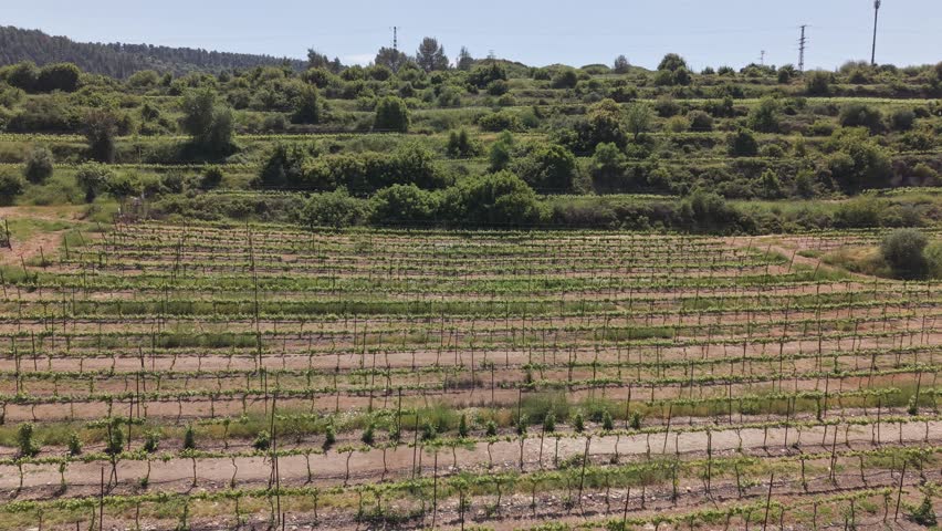 Terraced vineyard and orchard slopes on a hillside in Sataf, Israel, with dense Mediterranean vegetation and blue sky
