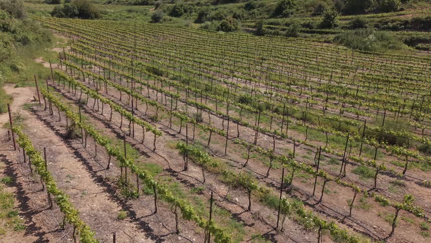 Aerial view of extensive terraced vineyard rows on rolling hillside in Sataf, Israel, with Mediterranean vegetation and natural landscape
