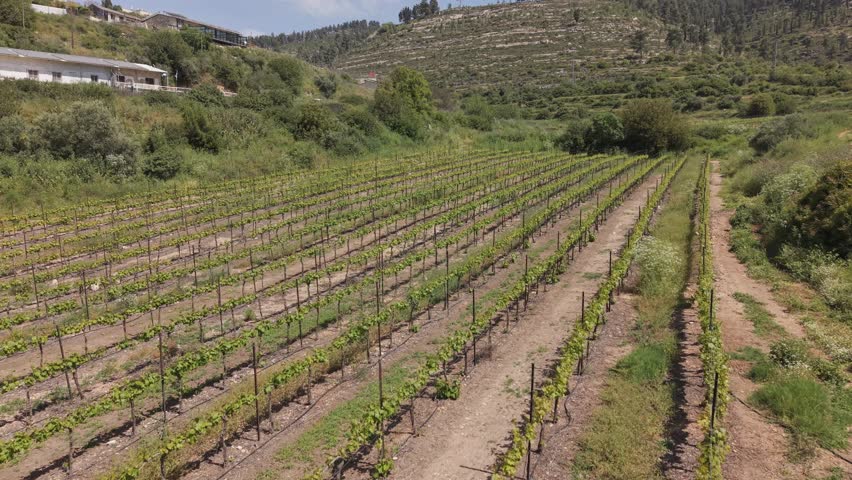 Aerial view of neat vineyard rows on a sunny hillside in Sataf, Israel, with dense Mediterranean shrubs and natural landscape
