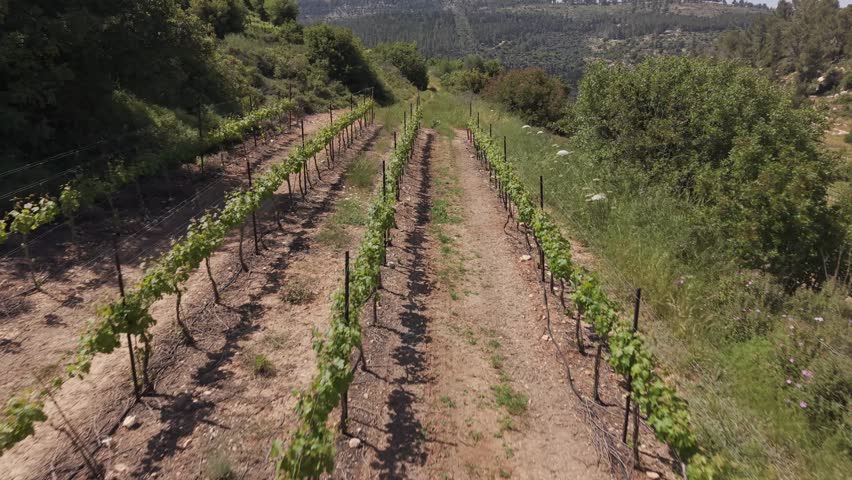 Aerial view of terraced vineyard rows on a hillside in Sataf, Israel, surrounded by forested mountains and natural landscape