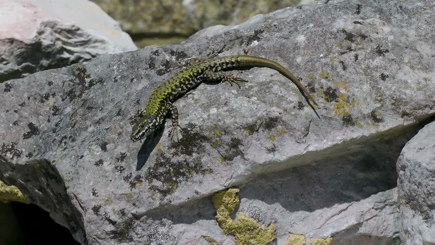 A Wall Lizard at Shoreham