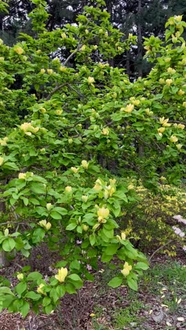 Video of a yellow magnolia tree in the park