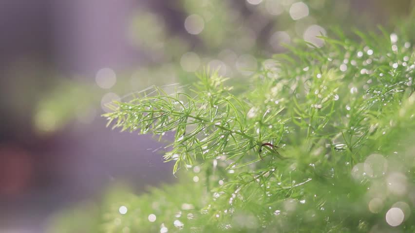 A green leaf covered with water droplets after the rain.