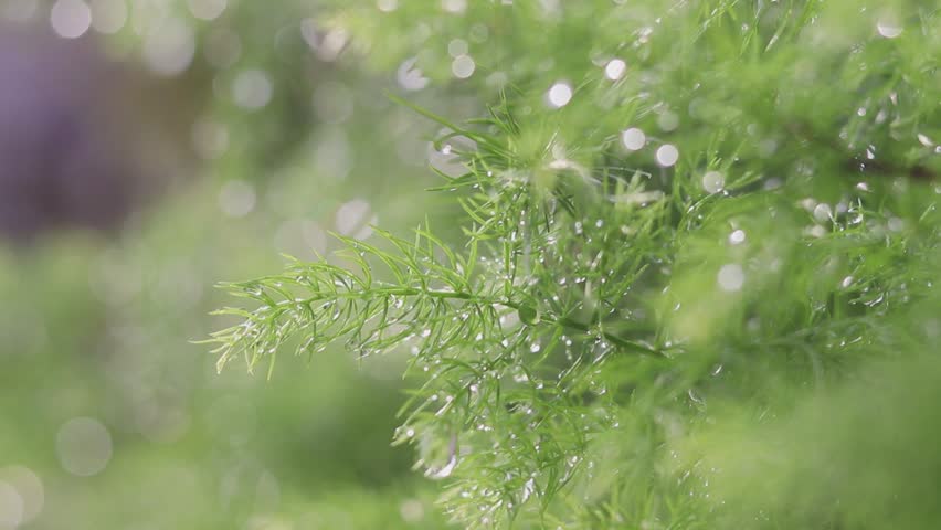 A green leaf covered with water droplets after the rain.