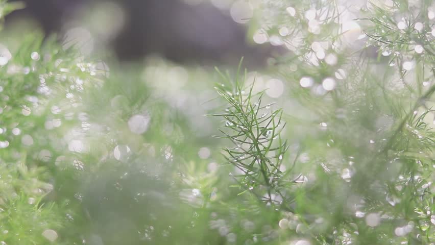 A green leaf covered with water droplets after the rain.