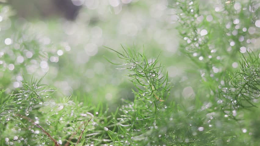 A green leaf covered with water droplets after the rain.