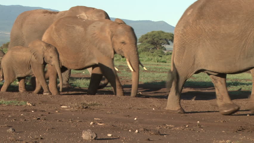 two small baby elephants keep together during long migration of elephants