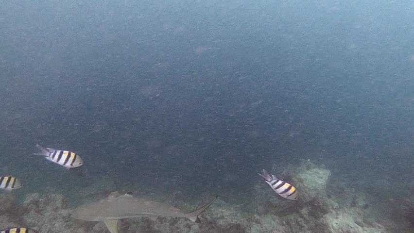 A blacktip shark is hunting along the reef in the Indian Ocean, Maldives. Scuba diver and coral reef. The blacktip shark (Carcharhinus limbatus) is a species of requiem shark in the family Carcharhin	