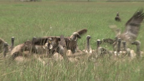 vultures comes to the food after cheetahs have left