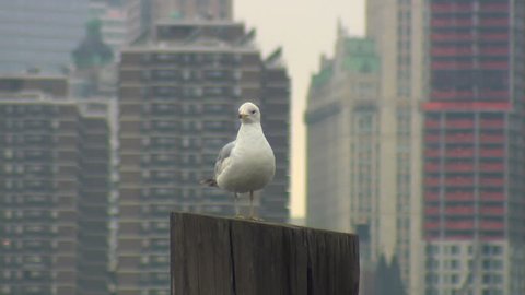 seagull in front of skyline