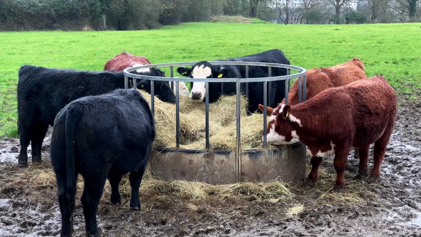 Bullocks eating have in the winter from a field dispenser, close up.