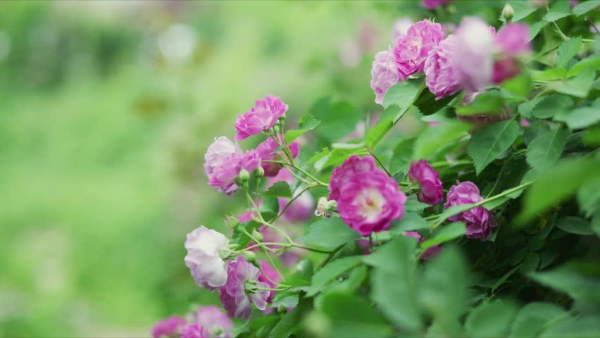 Close - up of blooming pink flowers with green leaves
