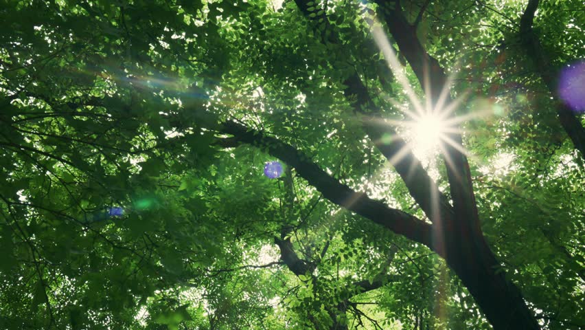 Sunlight filtering through lush green tree leaves