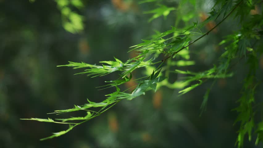 Close - up of green plant leaves