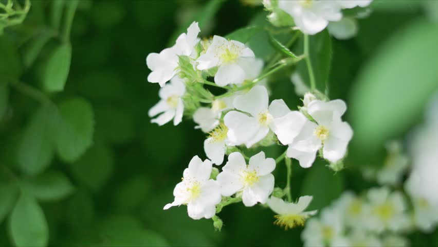 Cluster of white flowers with green leaves