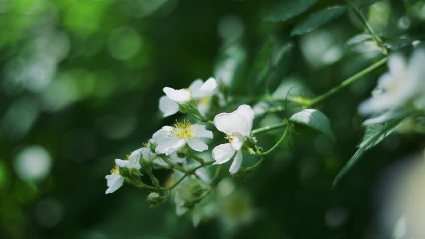 Close - up of white flowers on a plant