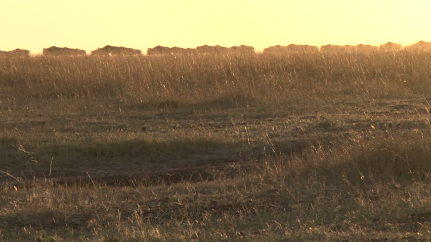 wildebeests walking in the morning sunrise 1
