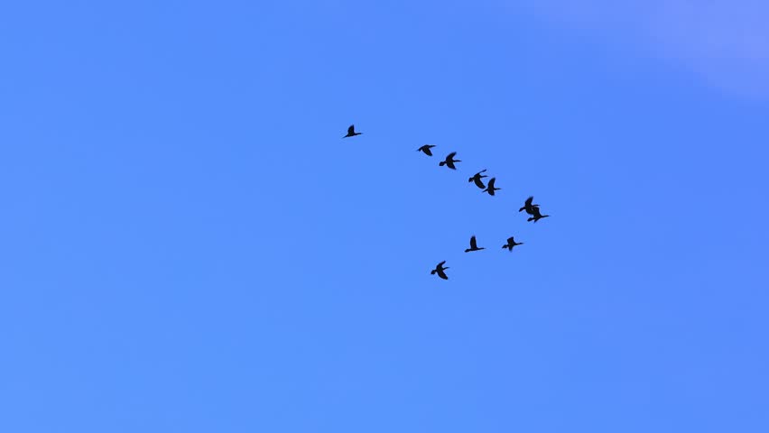 Birds Flying Together in Formation Travel Freedom Background. Wildlife Birds Migration in Blue Sky Cinematic Nature Scene. Flock of Birds Flying Symbol of Freedom and Journey Slow Motion