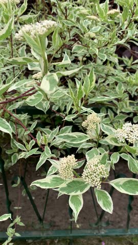 White edge greeny leaves plant