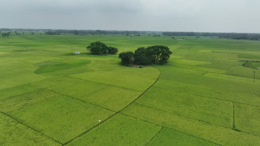 Aerial view circling a small grove of trees amidst vast, lush green rice paddy fields stretching to the horizon under a cloudy sky, showcasing the beauty of agricultural landscapes