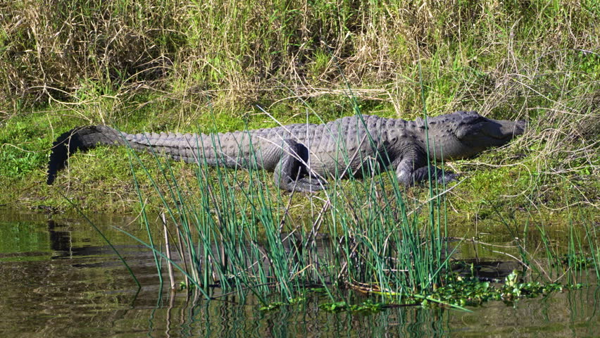 American alligator on lake bank in Florida wetlands. Reptilian predator native to USA south.