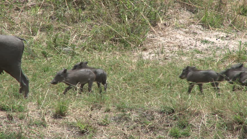 warthog mother and babies grazing along a stream.