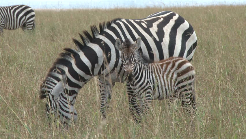 zebra with a baby grazing together