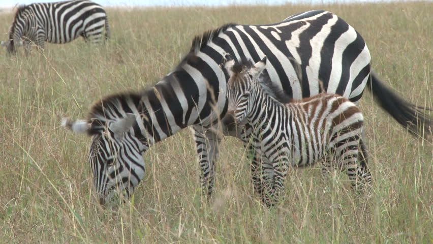zebra with a baby grazing together 1