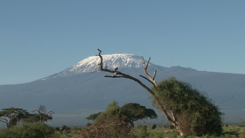 zoom in of kilimanjaro with a bird on a dead tree.