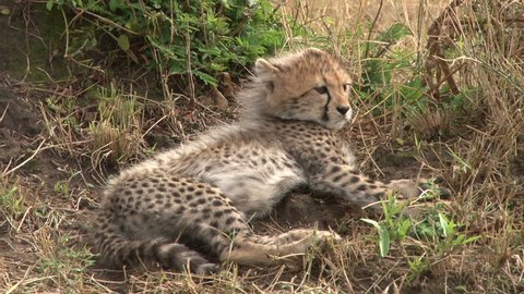 zoom of cheetah babies sitting under an anthill