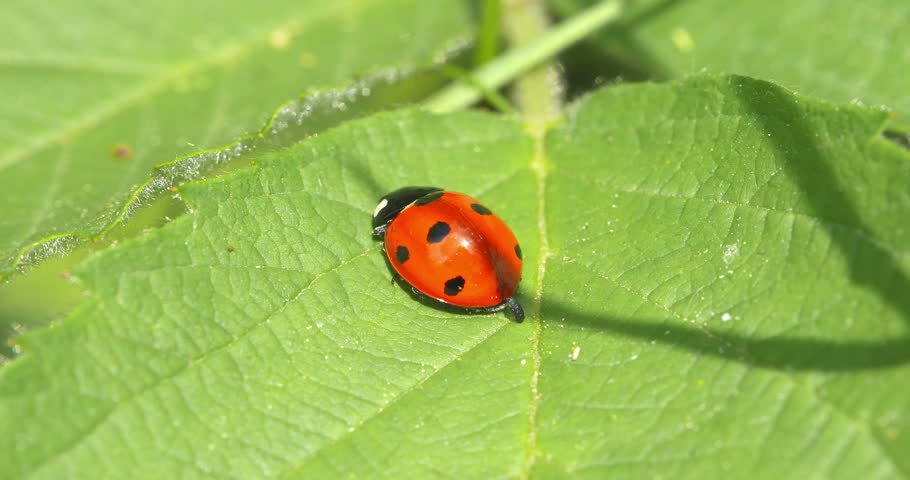 Macro - Ladybug on a leaf in the forest