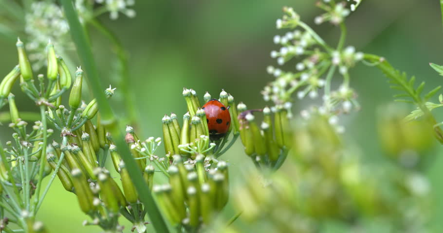 Macro - Ladybug on a flower