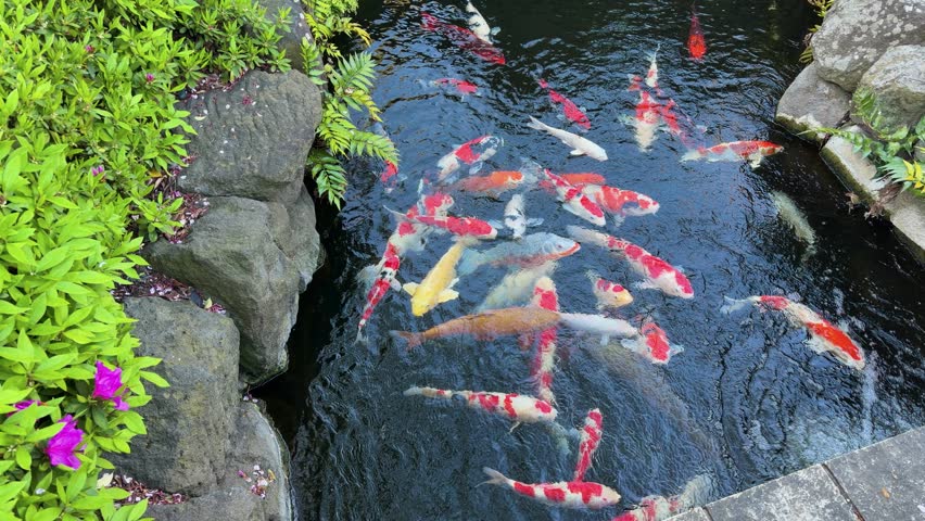 Colorful koi fish swim in a Japanese garden pond during springtime in Tokyo. Colorful scales reflect the April sun as various breeds gather together. Lush green vegetation and natural stones frame the scenic water area. Traditional landscape design highlights local nature elements in Japan.