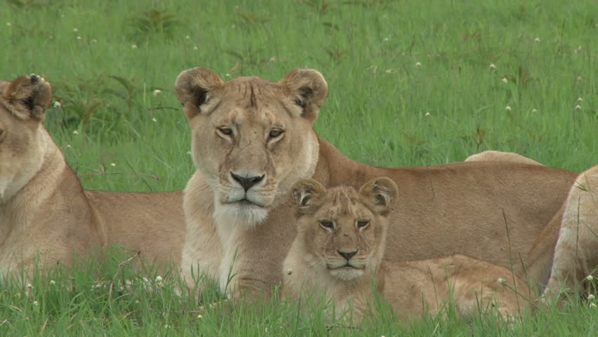 zoom out of lions and cubs resting in the plains in the morning light
