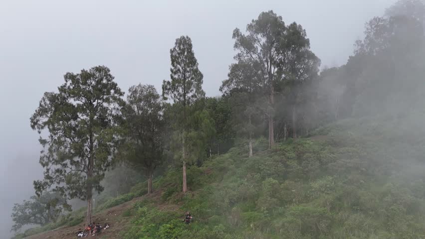 Fog rolling over a lush green mountain slope with tall trees, creating a mysterious and atmospheric natural landscape.
