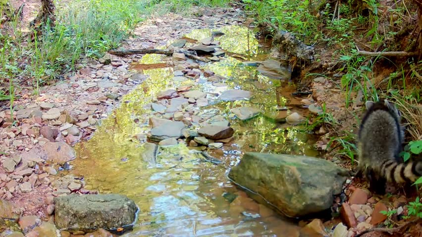 Three small baby raccoons looking for food in a small creek, digging dirt and turning rocks, on an early fall morning