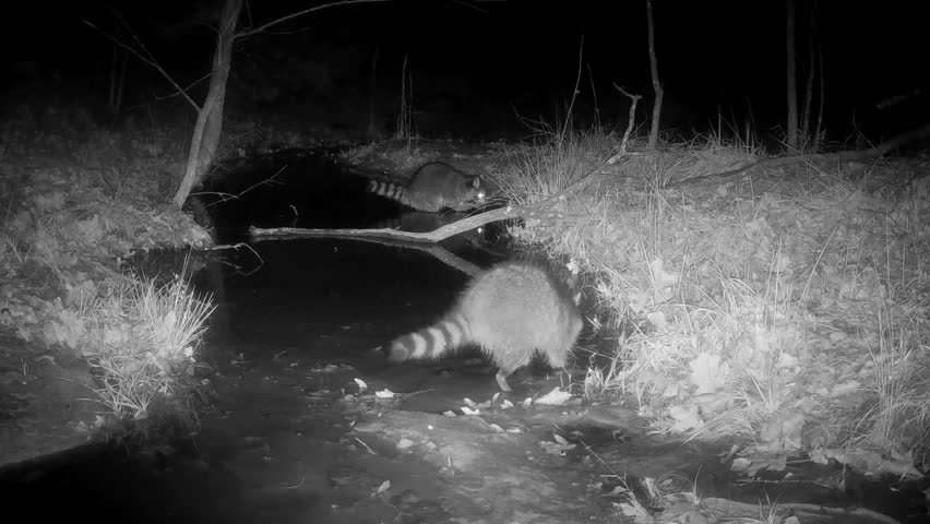 Two raccoons looking for food in a small stream on a winter night, with one finding something and eating it as the other one keeps on searching