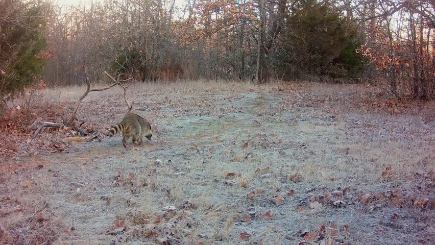 Raccoon marking his territory on a cold, frosty winter morning
