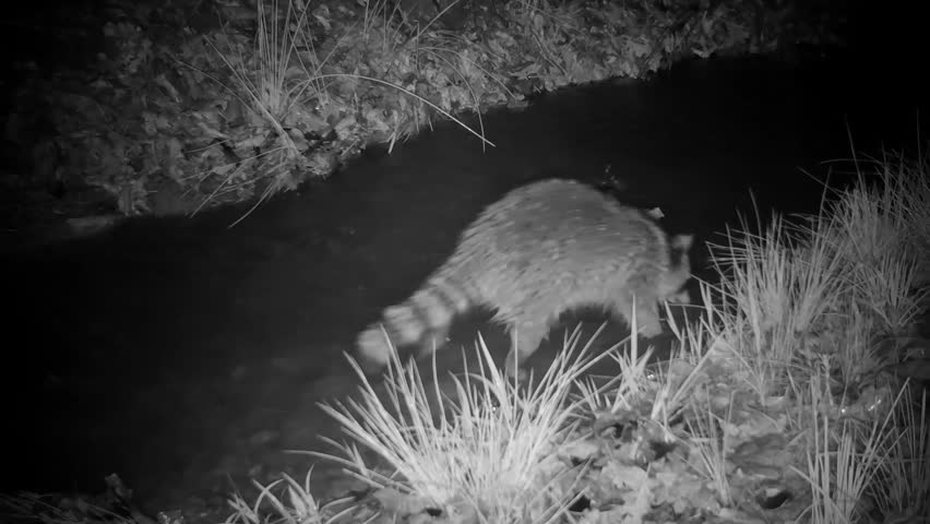 Raccoon looking for food in a small stream after rain, with water running higher than usual; at night in infrared footage