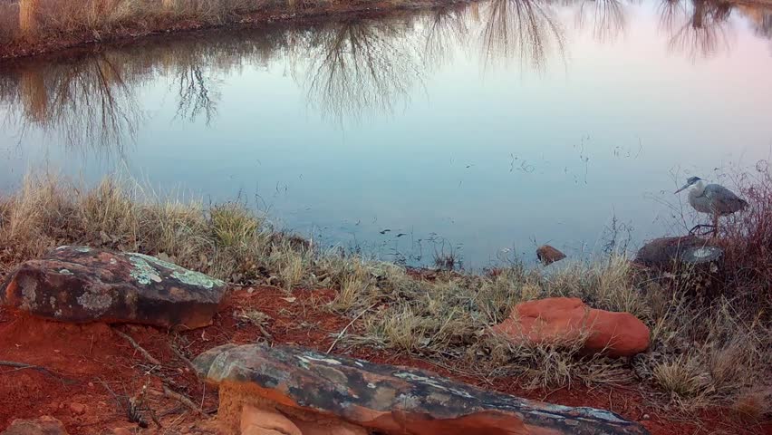 Beautiful Great Blue Heron wading in a small pond in fading evening light in winter
