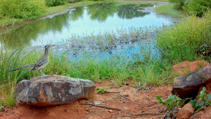 Greater Roadrunner sitting on a large rock next to a rural pond, looking around