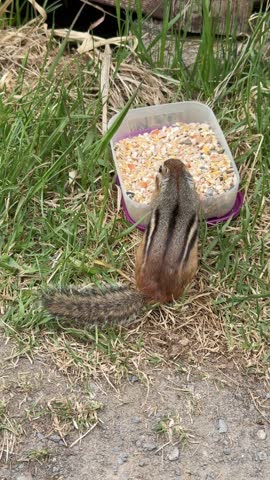 A eastern chipmunk, Tamias striatus, eats seeds from a bowl on the ground, Quebec, Canada.