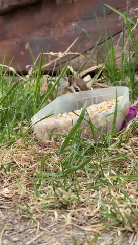 A eastern chipmunk, Tamias striatus, eats seeds from a bowl on the ground, Quebec, Canada.