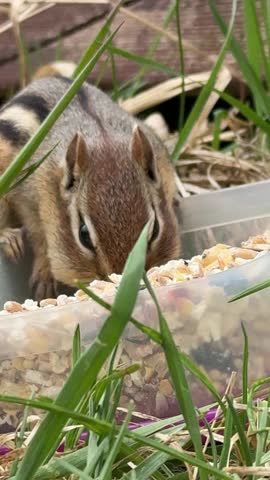 A eastern chipmunk, Tamias striatus, eats seeds from a bowl on the ground, Quebec, Canada.