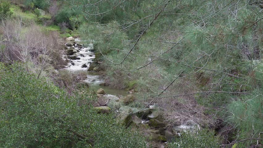 Cascading creek in a California forest