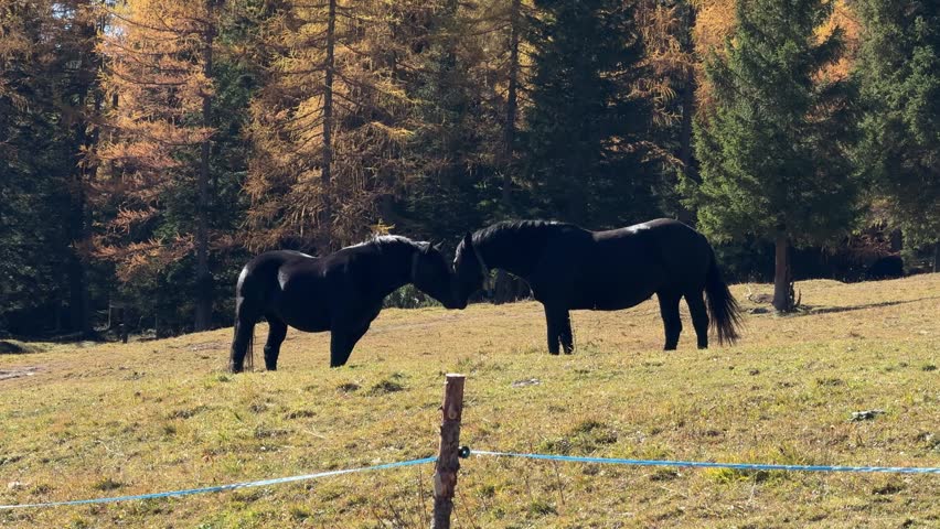 Two black horses standing face to face in a sunny alpine meadow near Misurina in the Dolomites, Italy. Peaceful autumn forest, mountain pasture, and calm countryside atmosphere.