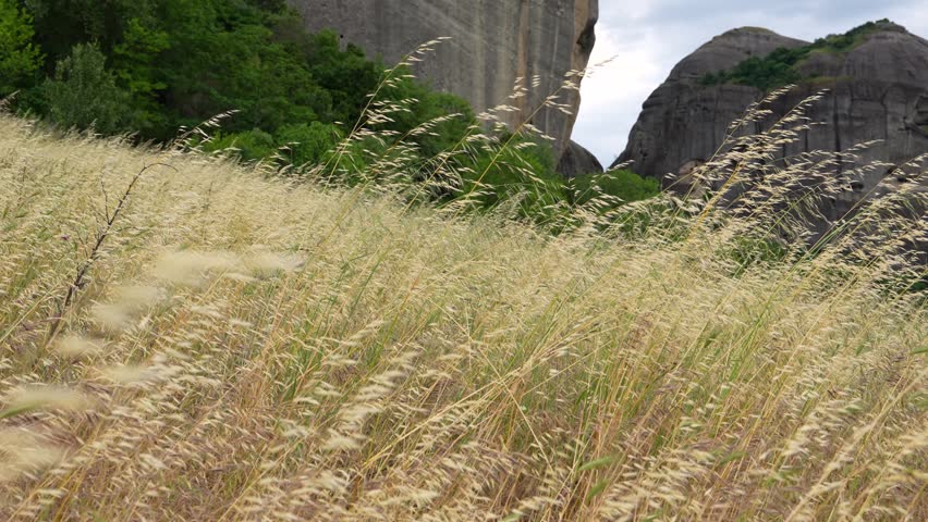 Slow Motion Field of Wheat Yellow Grasses with Rocks Mountains in Background. Slow Wind Blowing Agriculture Wild Nature Pan Right Sunny Day