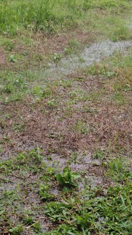 Wet muddy ground with weeds and green grass during heavy rain. Puddles form on the flooded ground in a tropical open field. A snapshot of the natural rainy season.