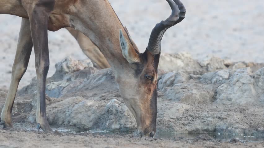 Medium closeup of a red hartebeest
